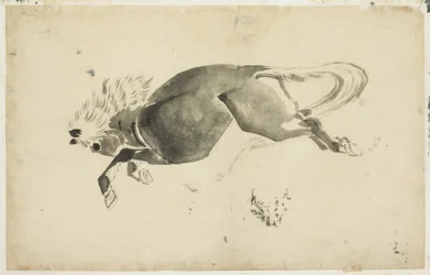 Cavallo al galoppo