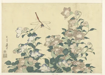 Campanula e libellula