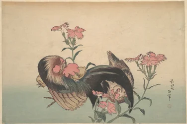 Gallo, gallina e nadeshiko (Dianthus superbus)