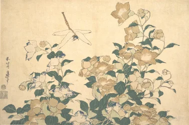 Libellula e campanula