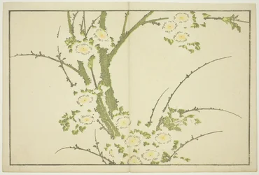 Fiori, dal Libro delle Immagini di Pitture Realistiche di Hokusai (Hokusai shashin gafu), c.1814