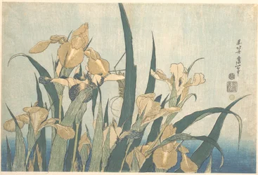 La cavalletta e l’iris