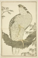 Falco, dal Libro delle pitture realistiche di Hokusai (Hokusai shashin gafu)