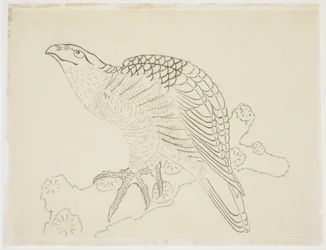 Falco su un ramo (studio)