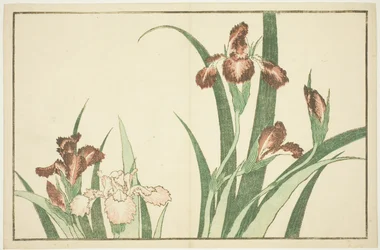 Iris, da Il libro illustrato di dipinti realistici di Hokusai (Hokusai shashin gafu)