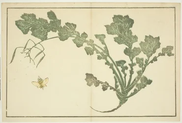 Vespa e gambo di rapa, da "Il libro illustrato di pitture realistiche di Hokusai (Hokusai shashin gafu)"
