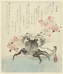 Granchio con fiori di ciliegio