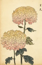 Crisantemo ibrido oro e rosa pompon (incisione)