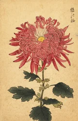 Crisantemo ibrido rosa piumato (incisione)