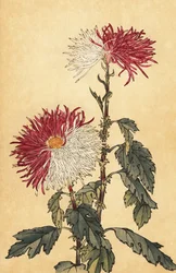 Crisantemo ibrido viola e bianco (incisione)