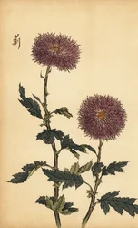 Crisantemo ibrido viola