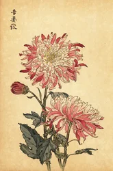 Crisantemo bianco e rosa variegato ibrido (incisione)