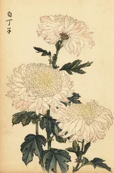 Crisantemo ibrido bianco e rosa (incisione)