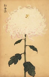 Crisantemo bianco ibrido (incisione)