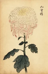 Crisantemo variegato bianco e rosa
