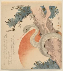 Serpente avvolto attorno a un pino davanti al sole nascente