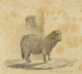 Pecora