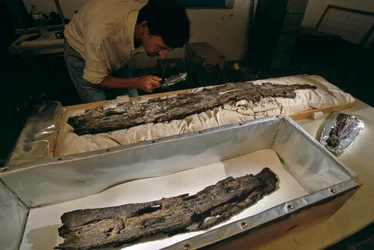 Dr. Matthew Adams ispeziona una tavola di legno di una barca in laboratorio, legno duro, non cedro, da Abydos, Egitto, 2005