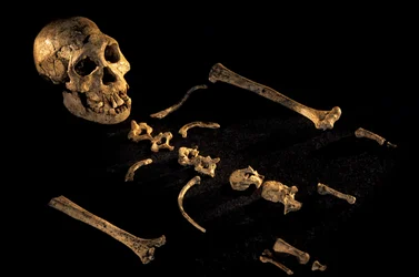 Scheletro composito alto quattro piedi e sette pollici da individui trovati a Dmanisi, 2008
