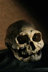 Teschio di Homo erectus, senza denti, Dmanisi, Georgia, sito di Homo Erectus