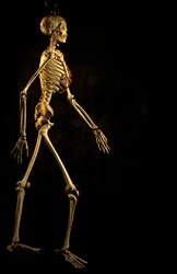 Studio scientifico scheletro umano moderno, Università George Washington