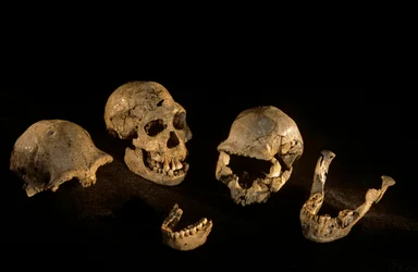 Teschi e mandibole da Dmanisi, Dmanisi, Georgia, sito di Homo Erectus