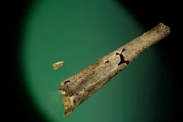 Tibia e incisivi inferiori, Boxgrove, Inghilterra, 500000 BP, fossili di Homo Heidelbergensis