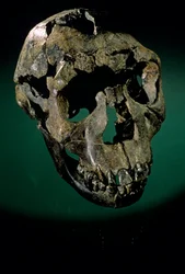 Ragazzo di Turkana, Kenya, Ovest Turkana, Lago Turkana, KNMER-WT15000, H. erectus, Nariokotome, 2008 (foto)