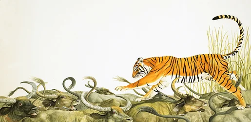 Una tigre che corre lungo il dorso dei bufali