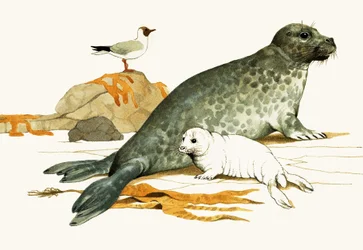 Femmina di foca grigia con cucciolo