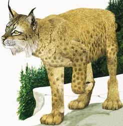 La lince