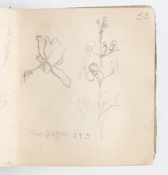 Pagina di taccuino: schizzo di fiore
