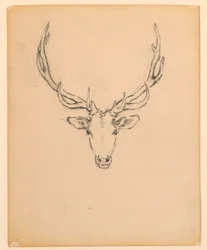 Studio di testa di cervo