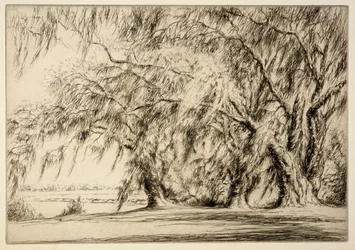 Querce e muschio