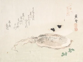 Seppia, inizio XIX secolo