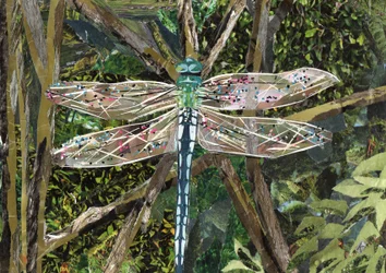 Libellula turchese