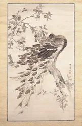 Pavone su albero di ciliegio-melo