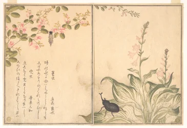 Bruco porta astuccio (Minomushi); scarabeo rinoceronte (Kabutomushi), dal Libro illustrato delle creature striscianti (Ehon mushi erami)