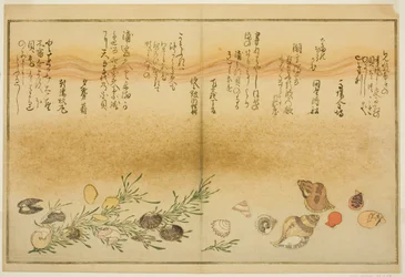 Beni-gai, hora-gai, urauzu-gai, wasure-gai, chiyonohana-gai e masuho-gai, dal libro illustrato "Regali dalla marea calante (Shiohi no tsuto)"