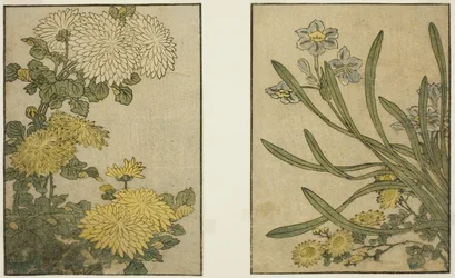 Crisantemo e narciso, dal libro illustrato "Libro illustrato: Fiori delle quattro stagioni (Ehon shiki no hana)," vol. 2