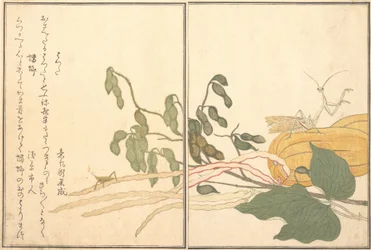 Cavalletta o Locusta con Testa a Cono, batta, Mantide Religiosa Toro o Kamakiri..., 1788