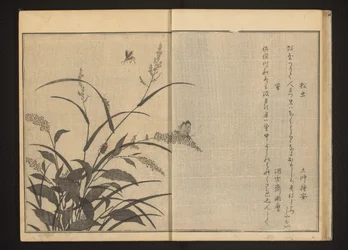 Cricket and vuurvliegjes on polygonum and reeds