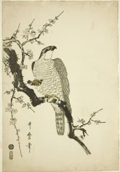 Falco su un ramo di prugna