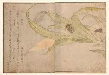 Higurashi e ragno, 1788 (xilografia)
