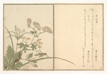 Cavalletta verde (Umaoi-mushi); centopiedi (Mukade), dal Libro illustrato delle creature striscianti (Ehon mushi erami)