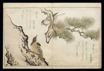 P.332-1946 Vol.1 f.3 Hawfinch e un picchio, da un album 