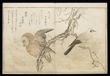 P.332-1946 Vol.1 f.7 Ghiandaia a destra e un gufo a sinistra, da un album 