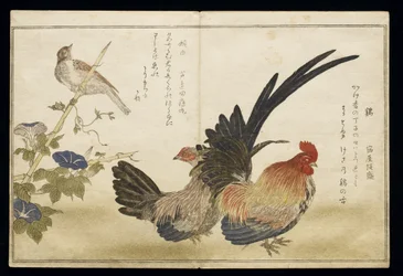 P.332-1946 vol. 1 f. 8 Gallo e gallina a destra con uno zigolo a sinistra, da un album «Uccelli confrontati in canzoni umoristiche» («Momo Chidori Kyoka Awase»), 1791