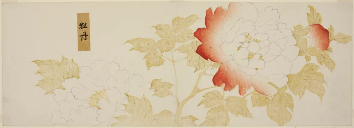 Peonie