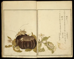 Libro illustrato: Insetti selezionati (Ehon mushi erabi)